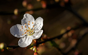 Flower, Macro, Wood, Tree, Bloom, Flowering, Spring HD wallpaper