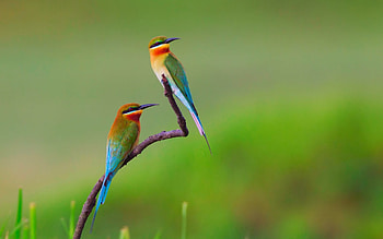 BIRDS, Wings, Feathers, Beaks, Bee-eaters HD wallpaper