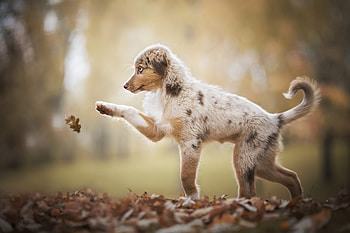 :), leaf, paw, caine, dog, autumn, toamna HD wallpaper