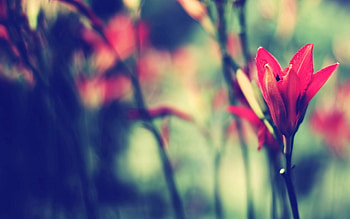 Flower, Macro, Bud, Stem, Stalk, Greased, Smeared HD wallpaper