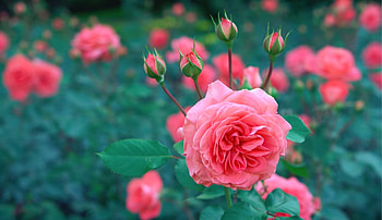 Pink Roses, Bush, Flowers, Roses, Pink HD wallpaper
