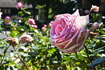 Lovely Roses, pink, leaves, buds, roses, green, garden, nature, flowers HD wallpaper