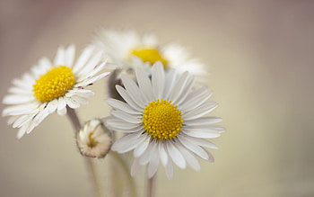 Flowers, Camomile, Macro, Petals, Chamomile HD wallpaper