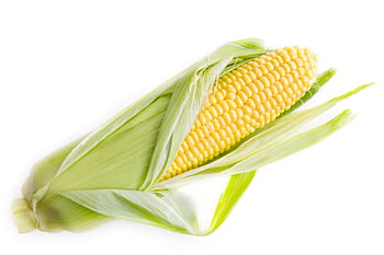 Close-up of a fresh yellow corn cob partially husked on a white background, ideal for food and organic themes. HD wallpaper