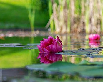 Louts, pink flower, pond, blur HD wallpaper