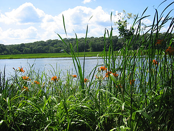 Nature, Rivers, Grass, Forest HD wallpaper