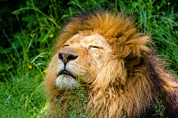 Animals, Muzzle, Lion, Predator, Mane HD wallpaper