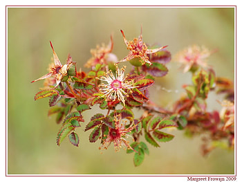 Natures Colors, colorful, blossoms, colors, nature, flowers HD wallpaper