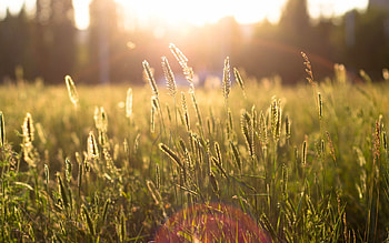 Nature, Sun, Glare, Shine, Light, Ears, Spikes, Overflows, Overflow HD wallpaper