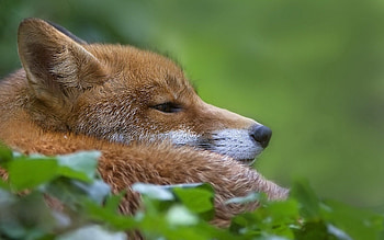 Animals, Grass, Fox, Muzzle, Blur, Smooth, Profile HD wallpaper