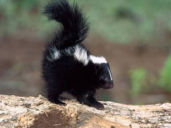 LITTLE STINKER, skunk, black and white, mammal, cute, wild HD wallpaper
