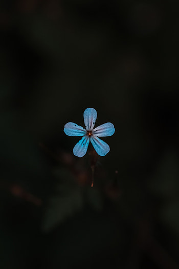 Flowers, Flower, Plant, Close-Up, Bloom, Flowering HD phone wallpaper