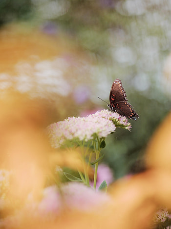 Animals, Flower, Macro, Pattern, Blur, Smooth, Butterfly, Wings HD phone wallpaper