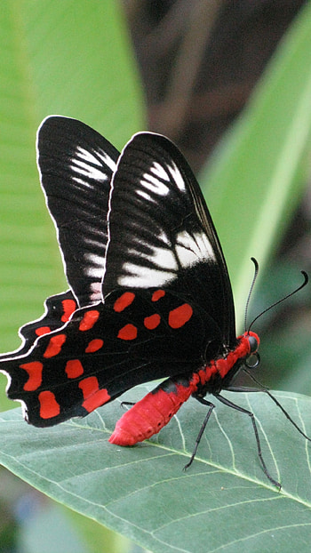 Butterfly, Adorable Butterfly HD phone wallpaper