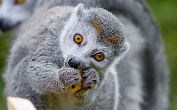 Cute lemur , Adorable primates, Nature backgrounds, Wildlife HD wallpaper