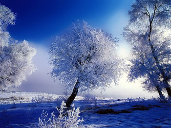 Winter ice, blue, winter, trees HD wallpaper