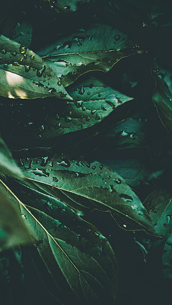 green, plant, nature, leaf HD phone wallpaper