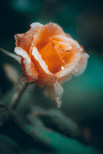 Flowers, Drops, Flower, Rose Flower, Rose, Petals, Wet HD phone wallpaper