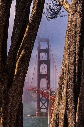 Nature, Trees, Fog, Bridge, View HD phone wallpaper