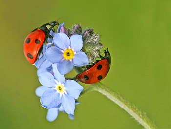 Ladybirds, ladybird, fly, nature, flower HD wallpaper