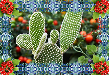 CACTUS PLANT, PLANT, FRAMED, CACTUS HD wallpaper