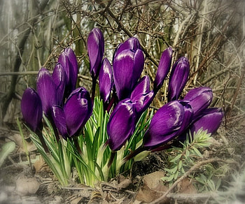 Purple flowers, purple, flowers HD wallpaper