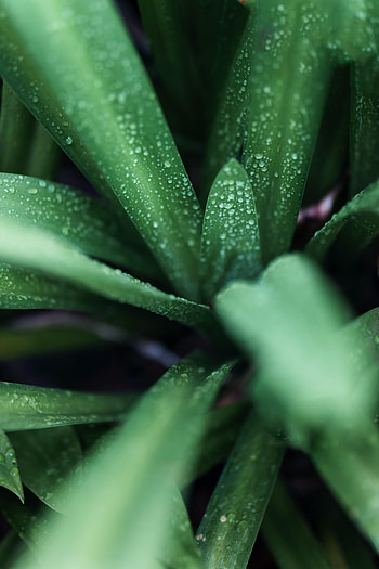 Nature, Leaves, Drops, Macro HD phone wallpaper