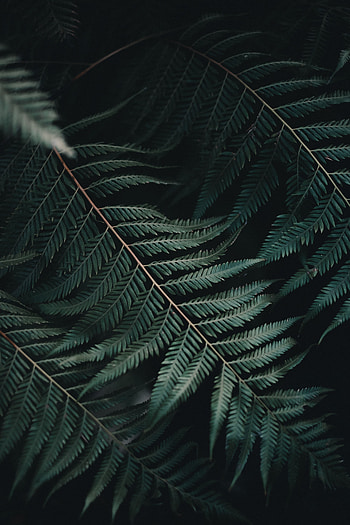 Nature, Plant, Fern, Close-Up, Sheet, Leaf, Carved HD phone wallpaper
