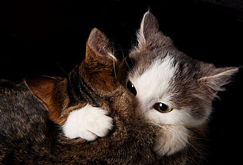 Love Cats, cats, kitten, love, animals HD wallpaper