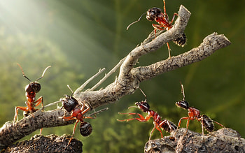 Ant , Macro close-up, Detailed textures, Nature beauty HD wallpaper
