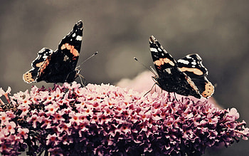 Butterflies, Insects, Flower, Macro, Surface, Flight HD wallpaper