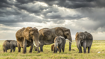 African Elephants, tusk, Elephants, Animal, African HD wallpaper