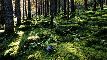 Forest, shadows, nature, graphy HD wallpaper