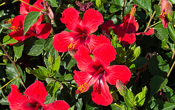 Hibiscus , Floral beauty, Flower backdrop HD wallpaper
