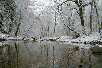 cold creek, cold, trees, forest, snow HD wallpaper