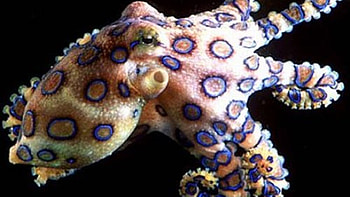 Blue Ringed Octopus, animal, ringed, blue, octopus HD wallpaper