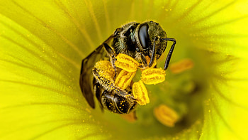 Ultra , Bee close-up, High definition , Stunning visuals HD wallpaper