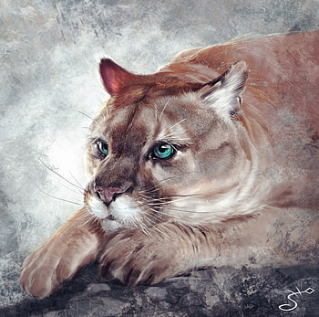 Art, Jaguar, Muzzle, Predator, Big Cat HD wallpaper
