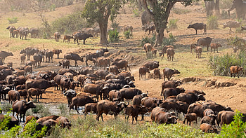 Kruger National Park, Elephant overpopulation, Conservation challenges, Wildlife preservation HD wallpaper