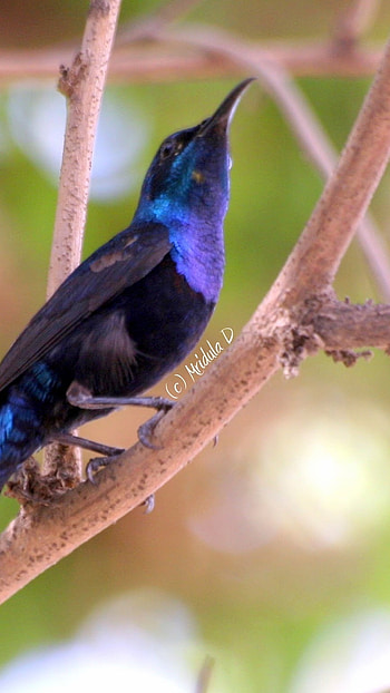 Sunbird, Black Blue HD phone wallpaper