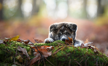 Shiba-Inu, animal, Shiba, Inu, Dog HD wallpaper