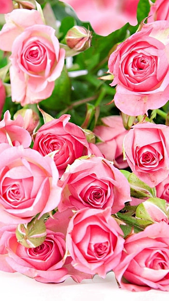 Beautiful Rose, Pink Rose, Bouquet HD phone wallpaper