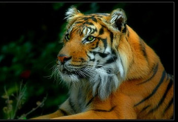 Tiger, 3d, tigers HD wallpaper