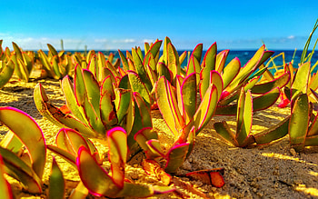 Ras Jebel, Tunisia, sky, leaves, plants, coast HD wallpaper