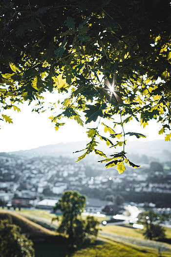 Nature, Sun, Wood, Beams, Rays, Tree, Branches, Oak HD phone wallpaper