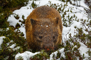 Wombat in snow, Australian animal, Wombat HD wallpaper