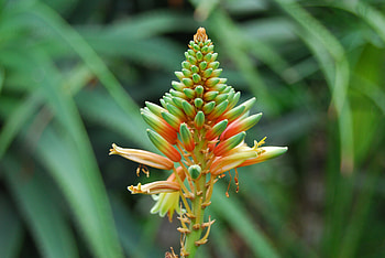 Flowers, Flower, Plant, Stem, Stalk HD wallpaper