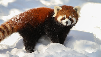 Red Panda Bear | Baby Red Panda Bears Red-panda-ultra-. HD wallpaper