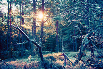 sunset in Sweden, fun, cool, Sweden, nature, forest, sunset HD wallpaper