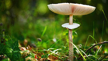 Fungus , Nature's wonders, Fungal beauty, Captivating backgrounds HD wallpaper